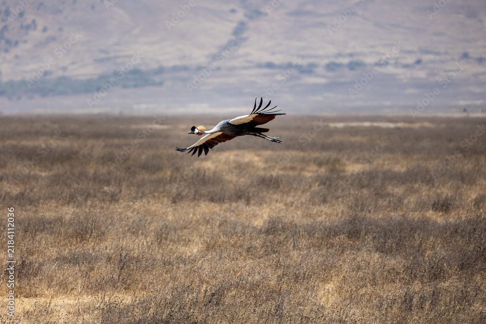 Fototapeta premium Gray crowned crane flying 