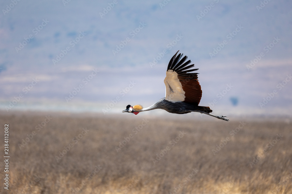 Fototapeta premium Gray crowned crane flying 