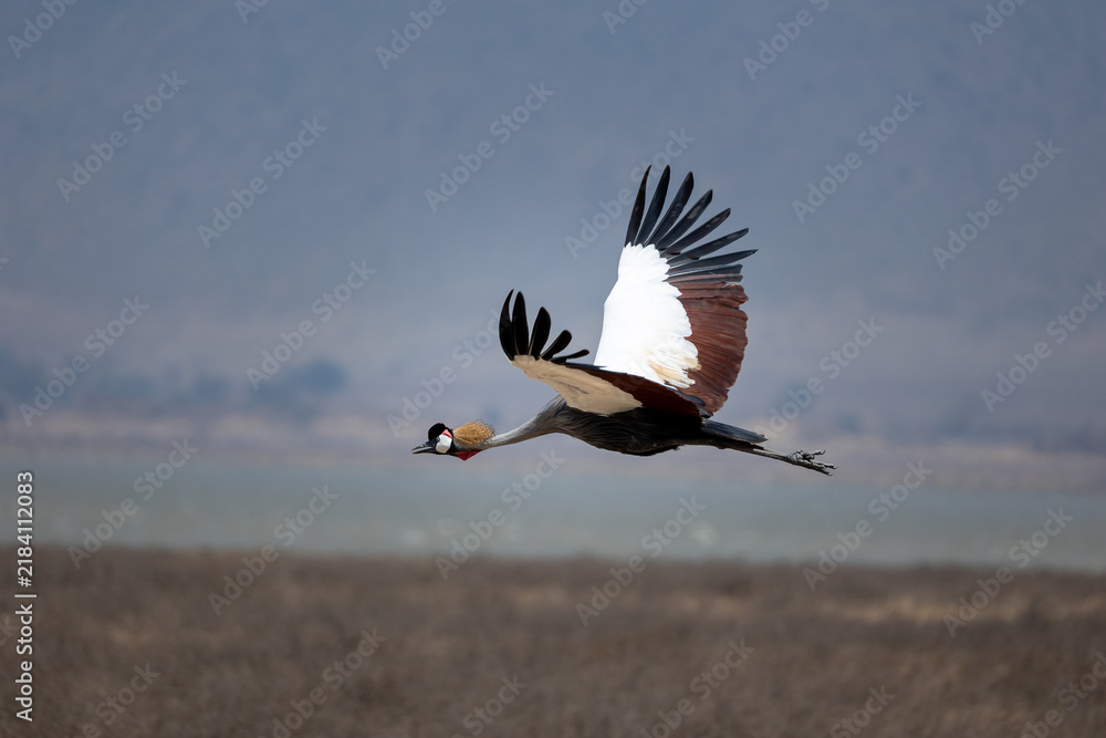 Fototapeta premium Gray crowned crane flying 