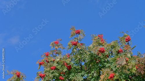 Branches of a rowan tree covered with bright red berries against a clear blue sky in early autumn, with ample copy space.