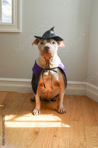 Konstfotografi Adorable white dog wearing witch costume with black hat and purple stars in mode