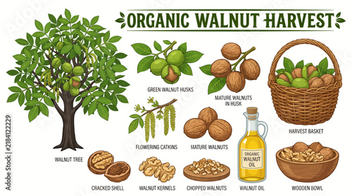 Фотография Very beautiful realistic vector collection of ORGANIC WALNUT featuring separate