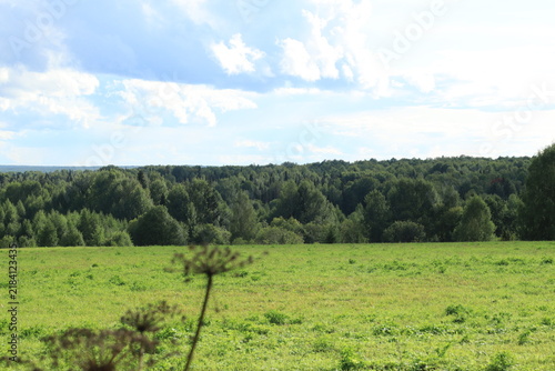 a mown field on the edge of a green forest on a sunny summer day