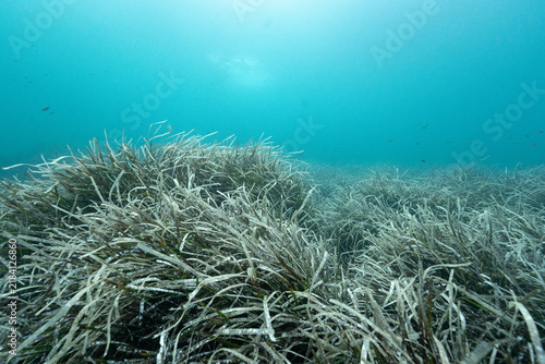 Fotografie Underwater posidonia seagrass meadow in mediterranean sea