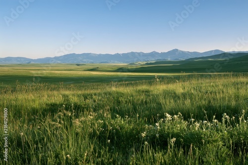 Sunny meadow scene with tall grasses and expansive blue sky above mountains