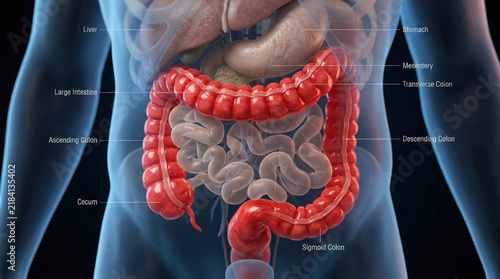 Digestive system anatomy illustration featuring red large intestine and surrounding organs isolated on black background for health.