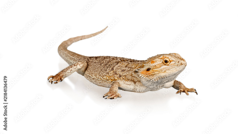 Obraz premium Bearded dragon lizard isolated on white background