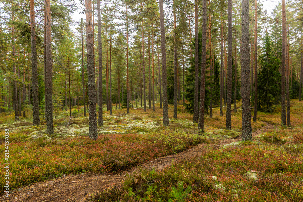 Obraz premium Magical fairytale forest in autumn. Forest covered of moss and blueberry twigs