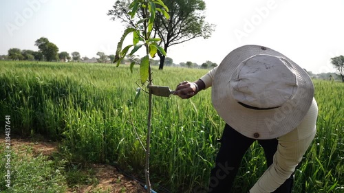 A farmer applying whitewash to mango trees in the field. Holding brush and whitewash bucket. Wide shot of man painting tree trunks. Pest control, protecting fruit plants from insects and fungus.