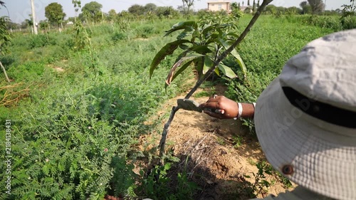 A farmer applying whitewash to mango trees in the field. Holding brush and whitewash bucket. Wide shot of man painting tree trunks. Pest control, protecting fruit plants from insects and fungus.