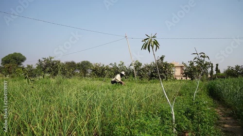 A farmer applying whitewash to mango trees in the field. Holding brush and whitewash bucket. Wide shot of man painting tree trunks. Pest control, protecting fruit plants from insects and fungus.