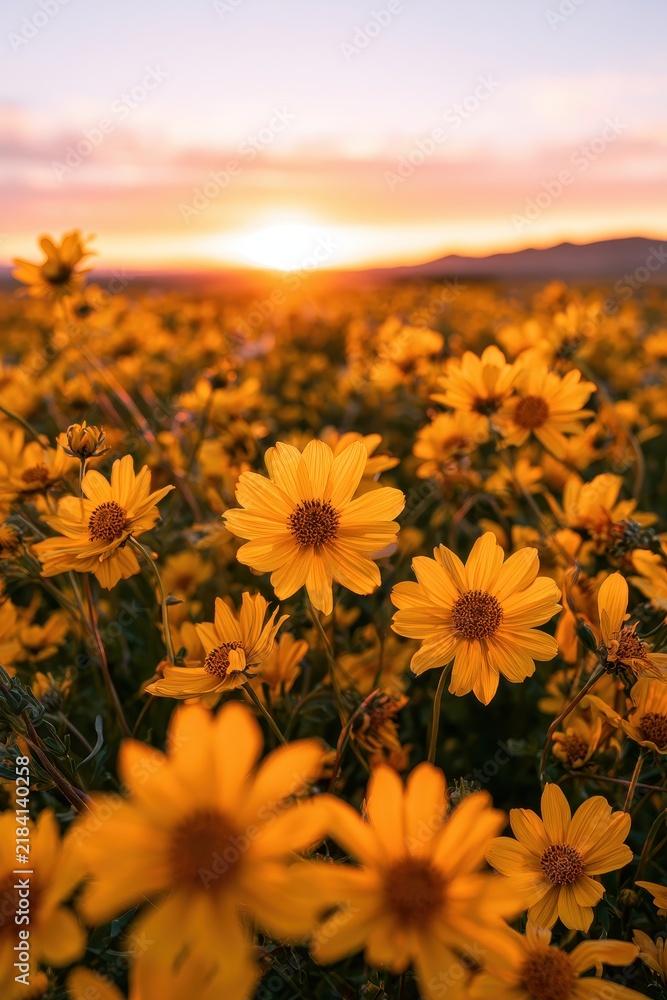 Fototapeta premium Sunset meadow of bright yellow blooms beneath warm skies