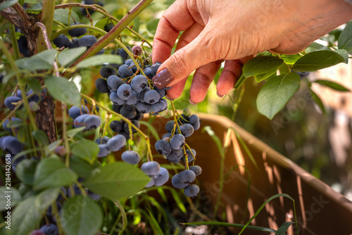 Hand picking fresh ripe blueberries from bush