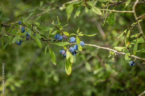 Canvas Print A blackthorn bush in September, with ripe sloes growing in the sunshine
