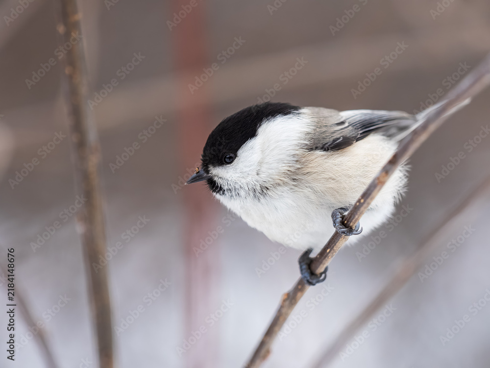 Obraz premium Cute bird the willow tit, song bird sitting on a branch without leaves in the winter.