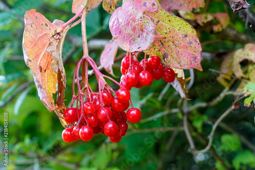 Fotografía A bunch of ripe viburnum berries with autumn foliage.