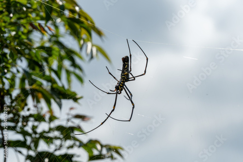 Canvastavla Detailed side view of a long-legged tropical spider resting on its gossamer web structure beside forest canopy foliage, awaiting its next insect catch