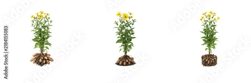 Фотография Jerusalem Artichoke Plant with Tubers PNG Collection Set, Fresh Sunchokes with Y