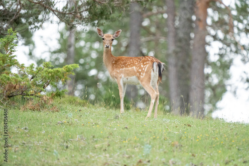Foto Common fallow deer (Dama dama) photographed in Spain