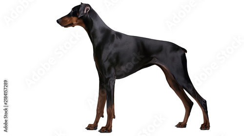 Canvas Print Isolated Doberman Pinscher dog standing gracefully in a classic show pose, power