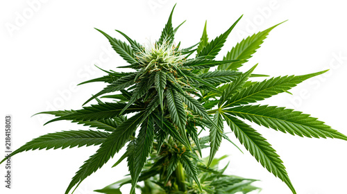 Fotografie Isolated healthy cannabis plant with prominent green leaves and developing flowe