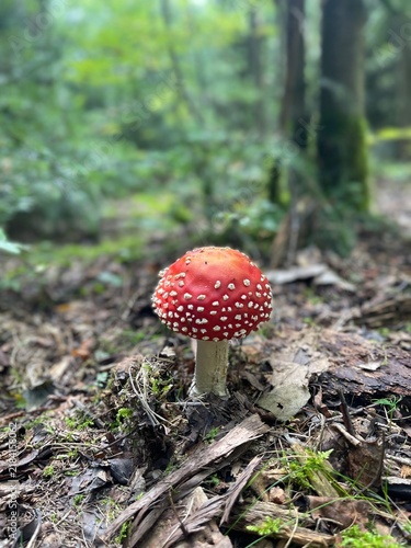 Картината върху платно Red fly agaric