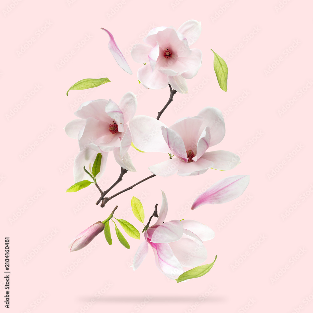 Obraz premium Beautiful magnolia flowers and leaves falling against pastel pink background