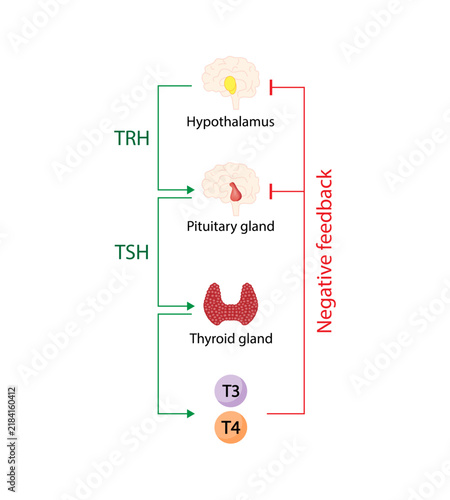 Feedback loop controlling thyroid hormone secretion into the blood. Thyroid gland, T3 and T4. hypothalamus, TRH and pituitary gland, TSH. Scientific diagram. Vector illustration.