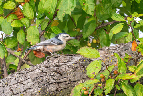Obraz na plátně White-breasted nuthatch walking on a tree branch.