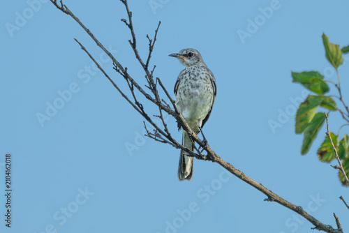 Фотография Juvenile northern mockingbird perched in a tree.
