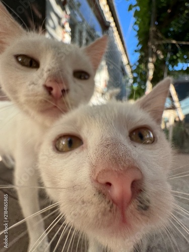 Quadro su tela Close Up Portrait of Two Curious White Stray Cats Looking Into Camera
