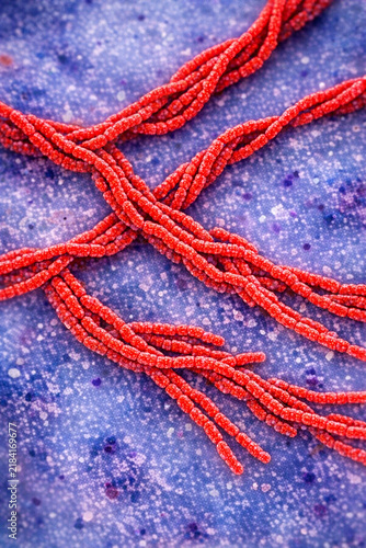 Microscopic red blood cells in a healthy person's body. Inflammation is shown by red artery-like structures, indicating a robust circulatory system and immune system.