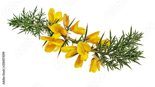 Fotografie Isolated flowering Gorse branch with vibrant yellow blossoms and spiky green needles