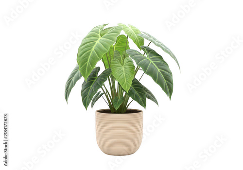 Lush green monstera-plant in striped ceramic pot