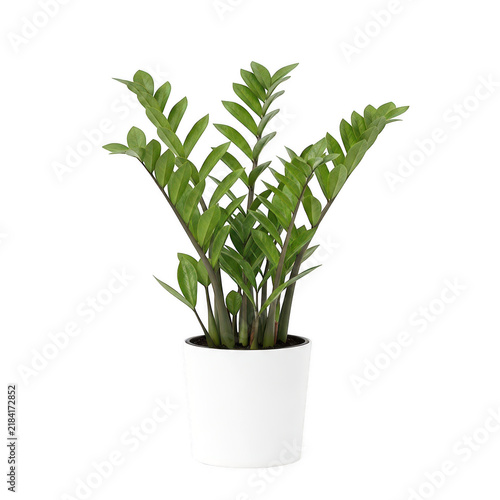 Zamioculcas indoor plant in white pot