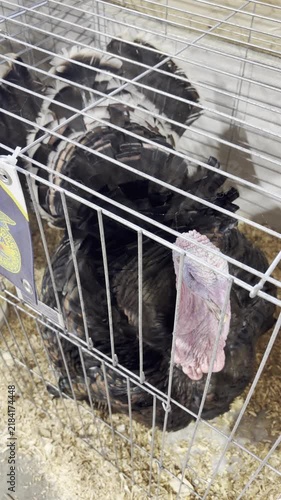 domestic heritage turkey in a cage strutting