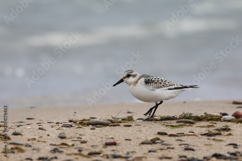 Juvenile Sanderling Running Along a Sandy Great Lakes Shoreline
