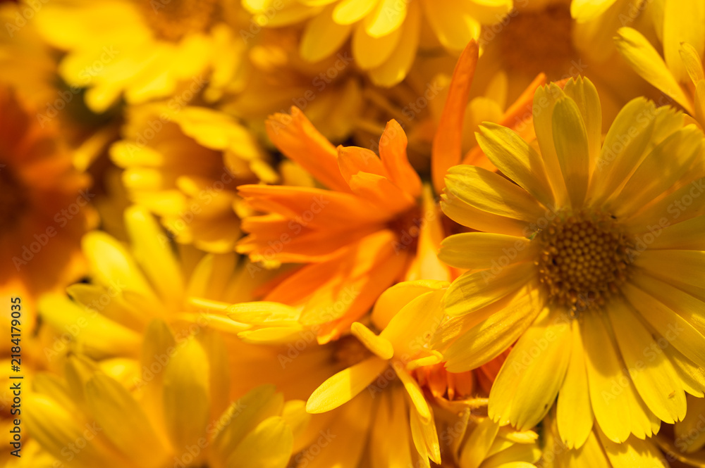 Fototapeta premium Macro shot of vibrant orange Calendula flowers blooming in a summer garden. Beautiful floral background with soft sunlight and natural textures. Pot marigold, selective focus, blur, background