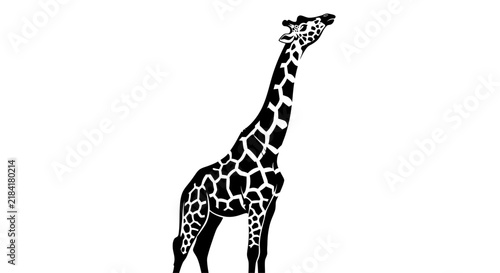 Black and white vector illustration of a tall giraffe looking up, isolated on a clean white background. Perfect wild animal design element.