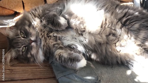 A fluffy cat lies on its side and basks in the rays of the warm sun
