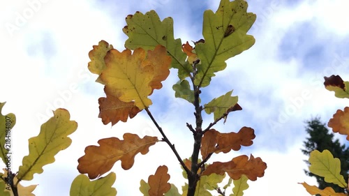 yellow autumn oak leaves sway in the wind against the sky