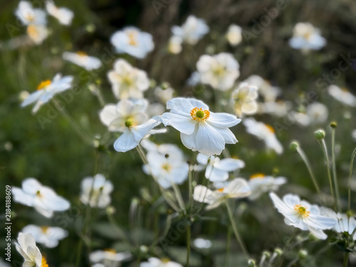Blooming White Anemone hupehensis autumn garden flowers close up, floral wallpaper background with Autumn Anemone flowers