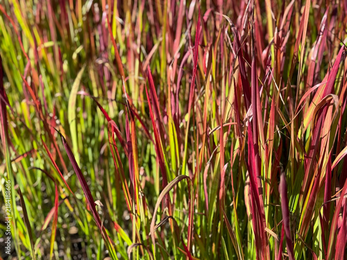 Beautiful decorative vibrant pink, red and green Ornamental Grass Imperata Cylindrica close up