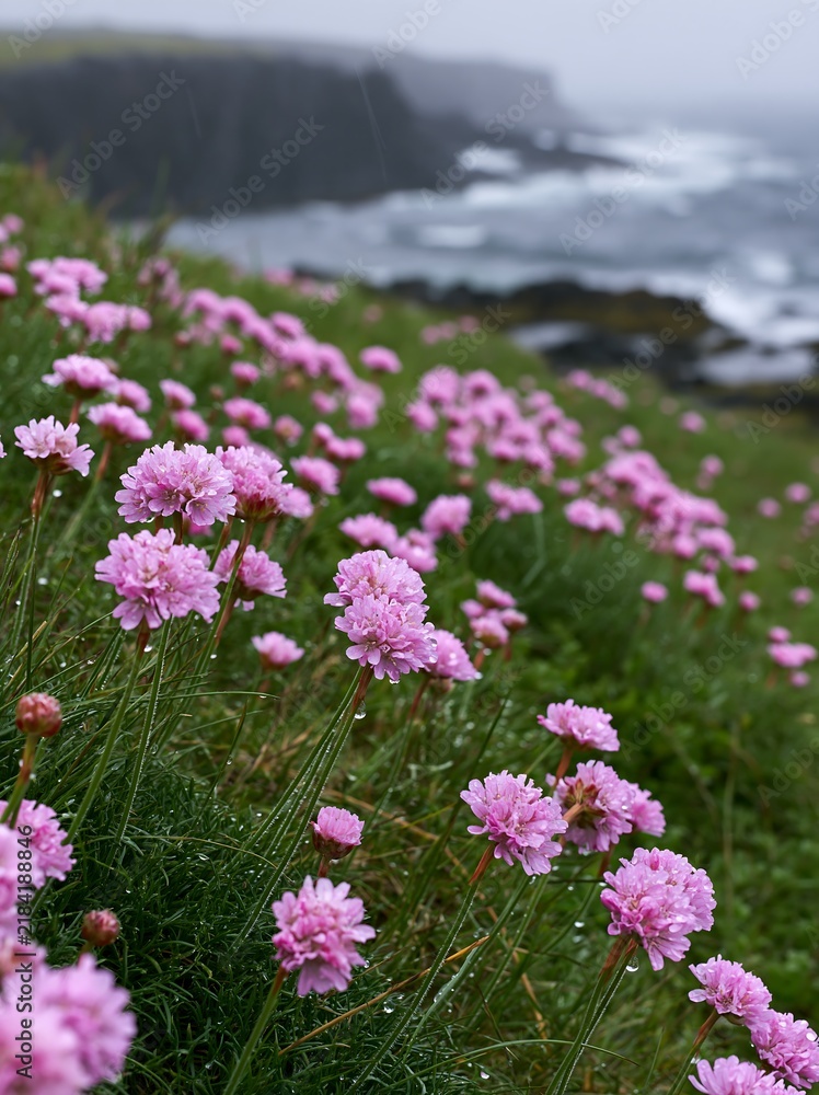 Fototapeta premium Coastal meadow cliffs with pink flowers during a cloudy day