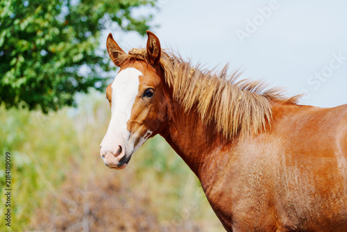 Bild auf Leinwand Brown horse with white muzzle and mane stands calmly
