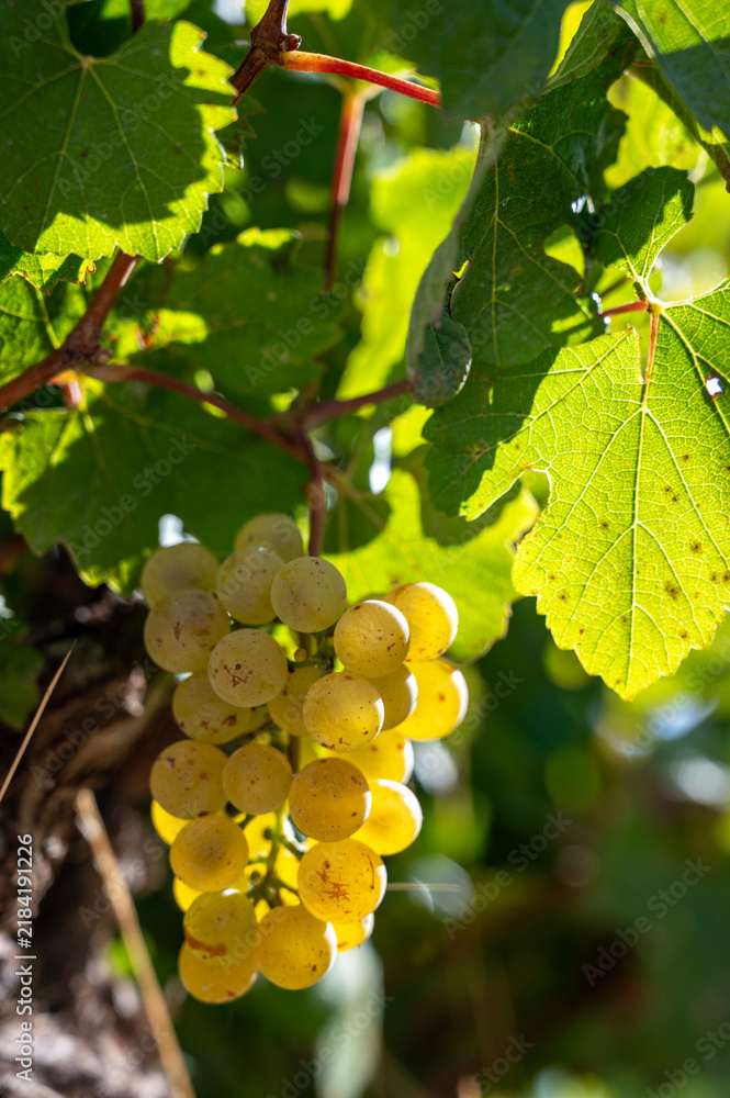 Obraz premium Ripe Chardonnay grapes during harvest in France, Champagne Blanc de Blancs, Burgundy’s Chablis and Montrachet, Chardonnay wines from the Loire Valley.