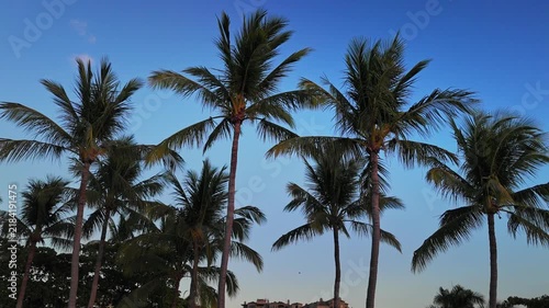Tropical palm trees silhouetted against a clear blue evening sky at a luxury res