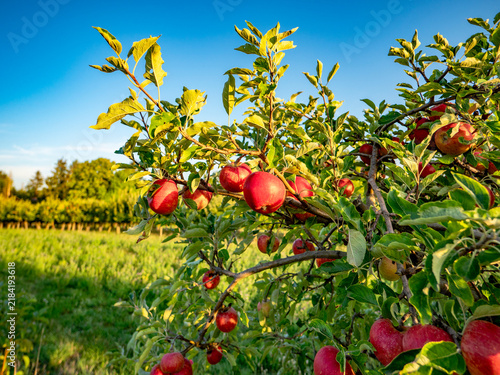 Reife rote Äpfel an einem Apfelbaum in einer Plantage