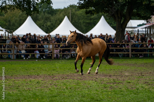 Fotografie Golden horse cantering past spectators in a grassy arena
