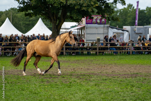 Cuadro en lienzo Golden horse cantering alone across an outdoor exhibition arena